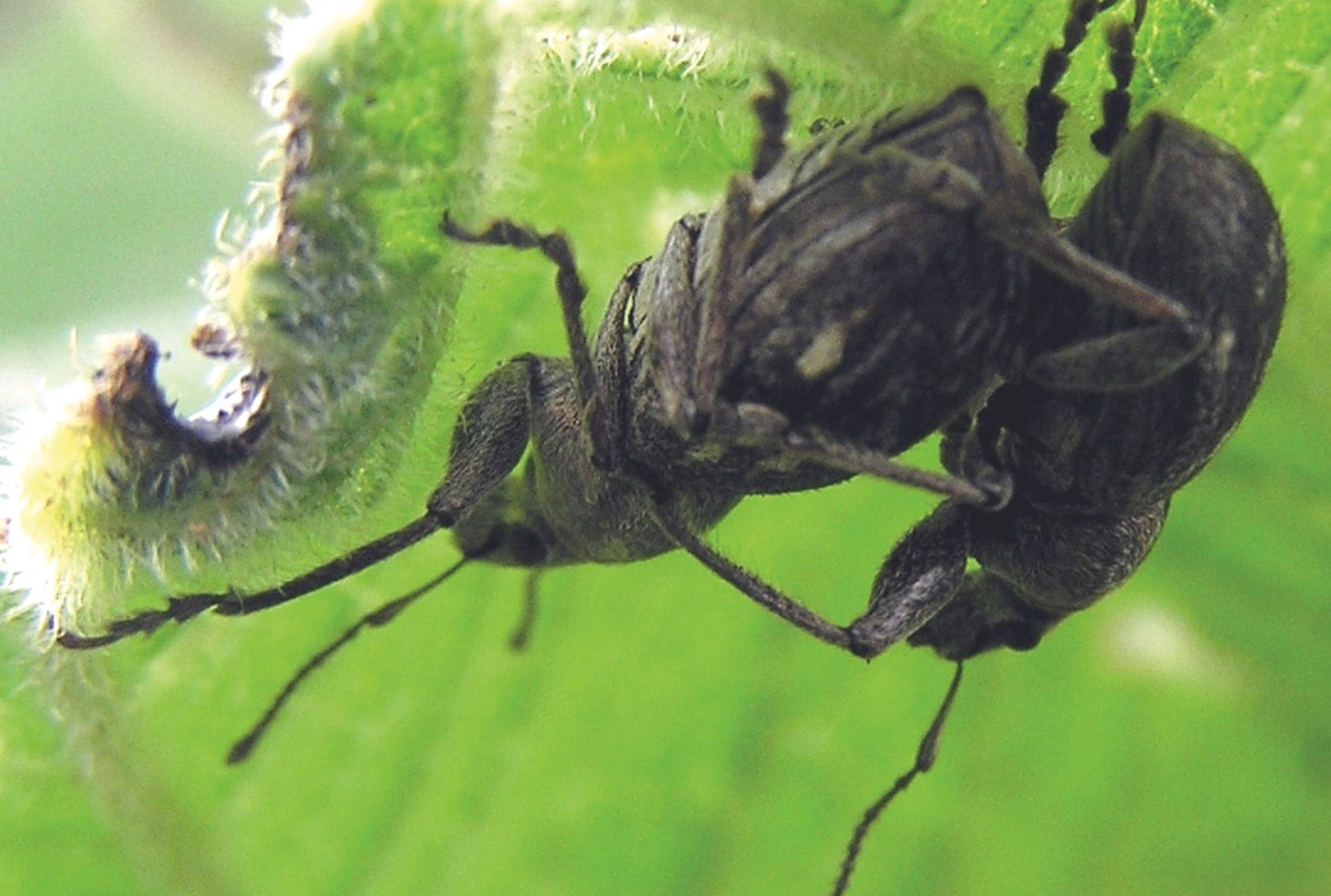 Galapaganus conwayensis mating on saltbush leaf, Cryptocarpus pyriformis. Photo: J. Rosado.